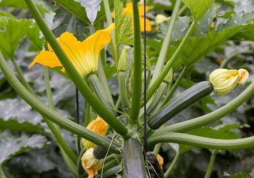 Courgettes growing